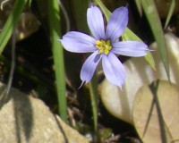 sisyrinchium mucronatum 2.jpg